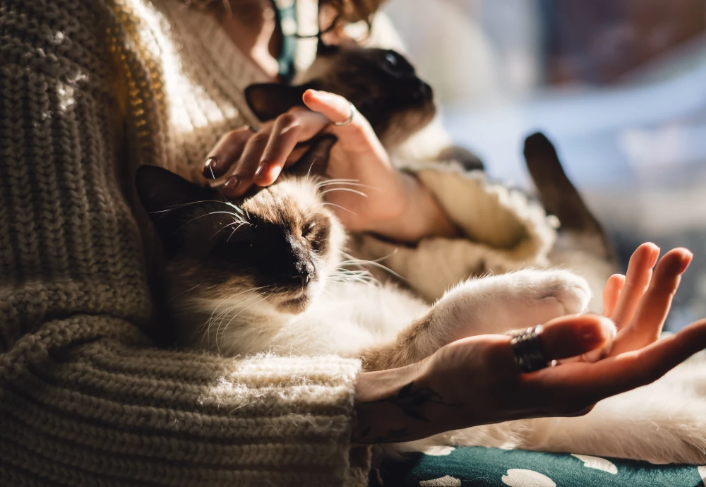 camera to keep an eye on pets
