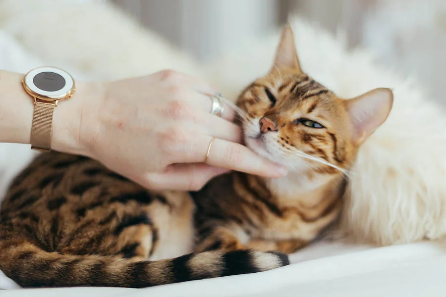 Cat Deshedding Tool Glove