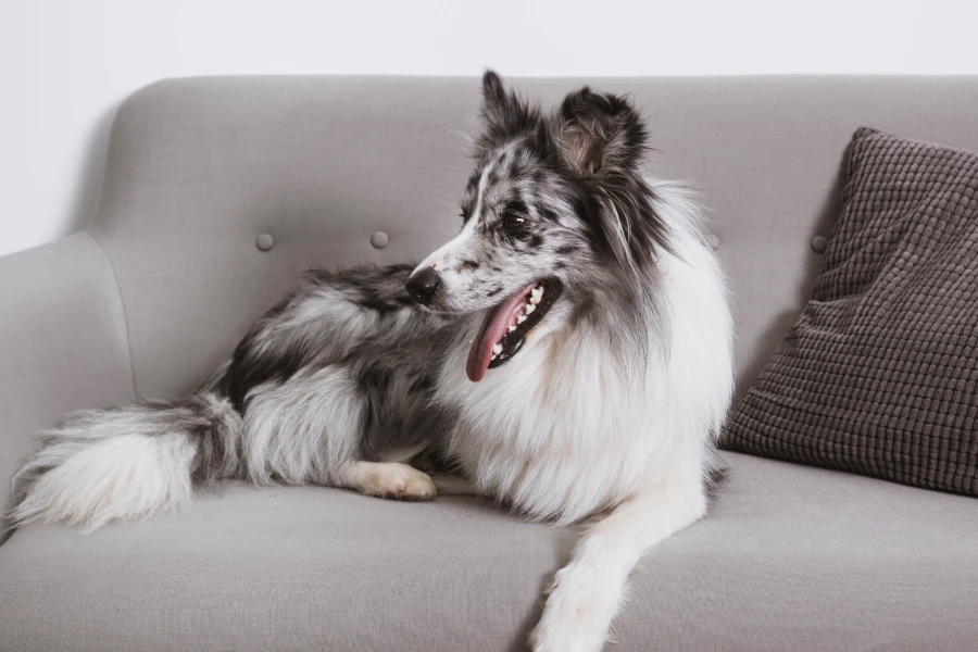 Best Grooming Glove for Dogs