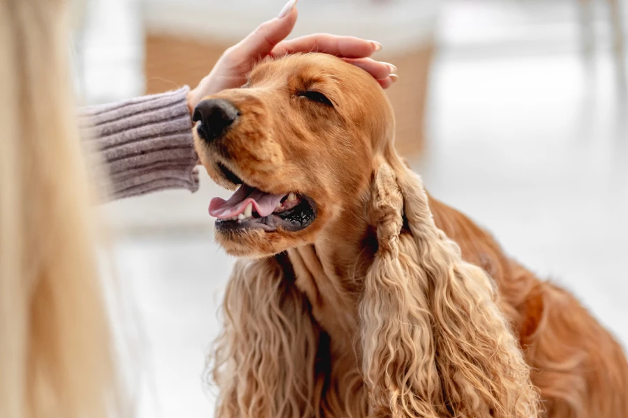 Dog Grooming Glove Brush